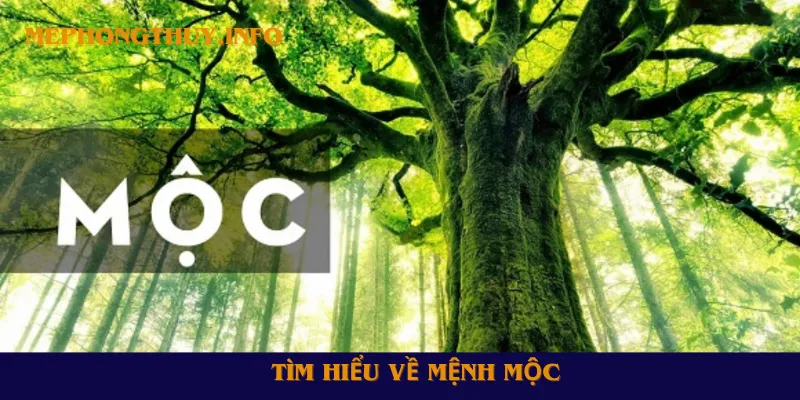 Mệnh Mộc hợp màu gì?